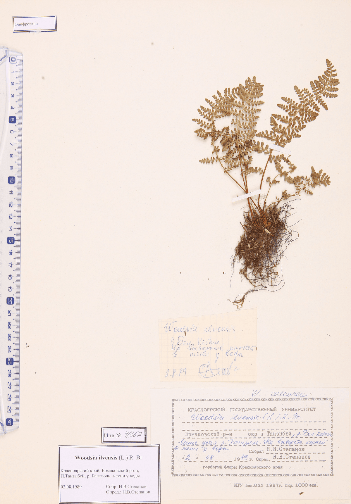 Woodsia ilvensis (L.) R. Br. (Вудсия эльбская)